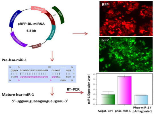 Mirna Microrna Expression Vectors Mirna Knock Down Vector