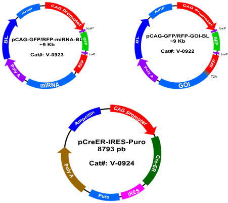 Inducible Mirna Inducible Mirna Vector Mirna