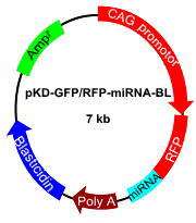 pKD-GFP/RFP-miR-BL
