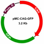 MC-CAG-GFP