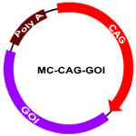 MC-CAG-GOI