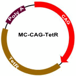 MC-CAG-TetR