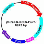 pCreER-IRES-Puro