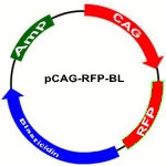 pCAG-RFP-BL