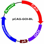 pCAG-GOI-BL