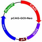 pCAG-GOI-BL