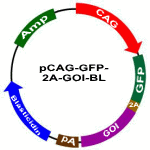 pCAG-GFP-2A-GOI-BL