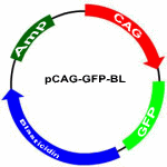 pCAG-GFP-BL