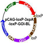 pCAG-loxP-3XpA-loxP-GOI-BL