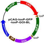 pCAG-loxP-GFP-loxP-GOI-BL